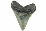 Serrated, Juvenile Megalodon Tooth - South Carolina #312102-1